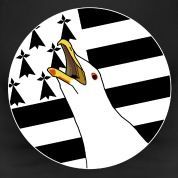 Goeland-armoricain.jpg