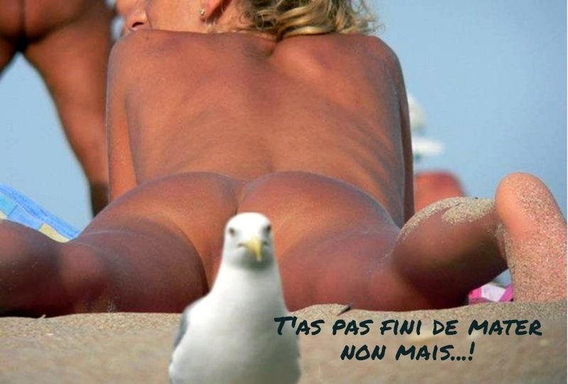 mouette-bretonne.jpg